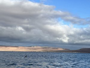 Ballestas Islands, Paracas