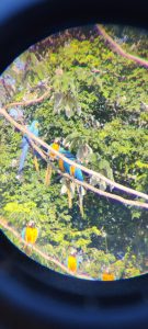 Amazonas, del 2 – Araer